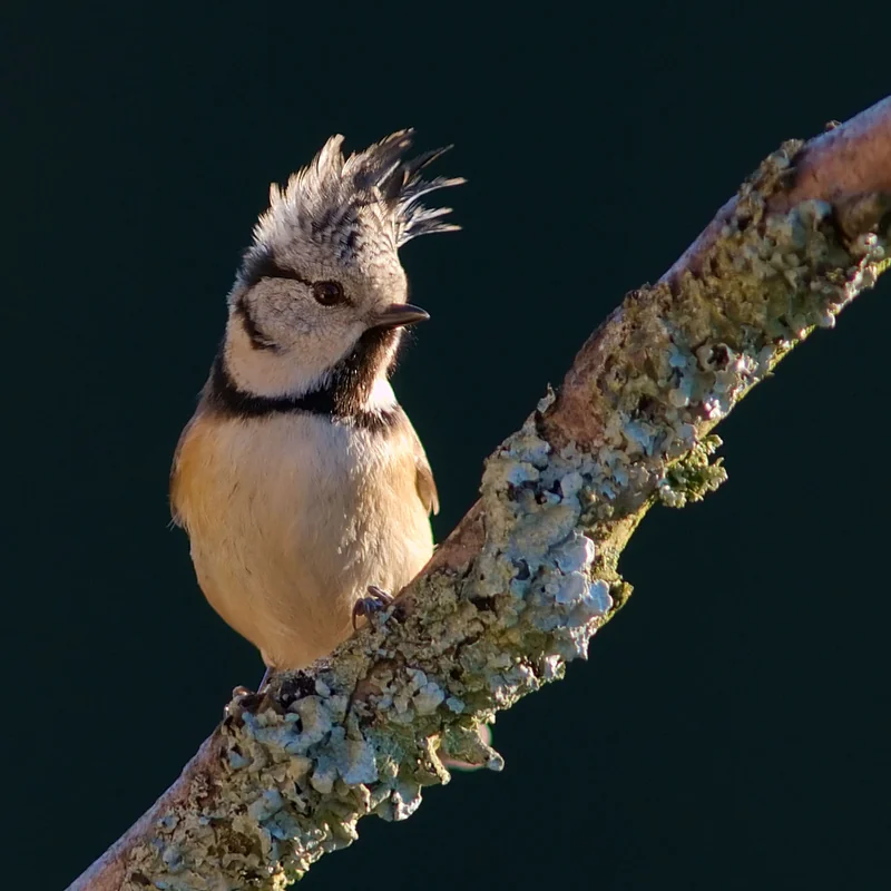 European crested tit (Lophophanes cristatus)