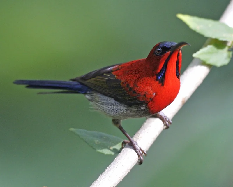 Crimson sunbird (Aethopyga siparaja) male showing brilliant crimson and yellow plumage