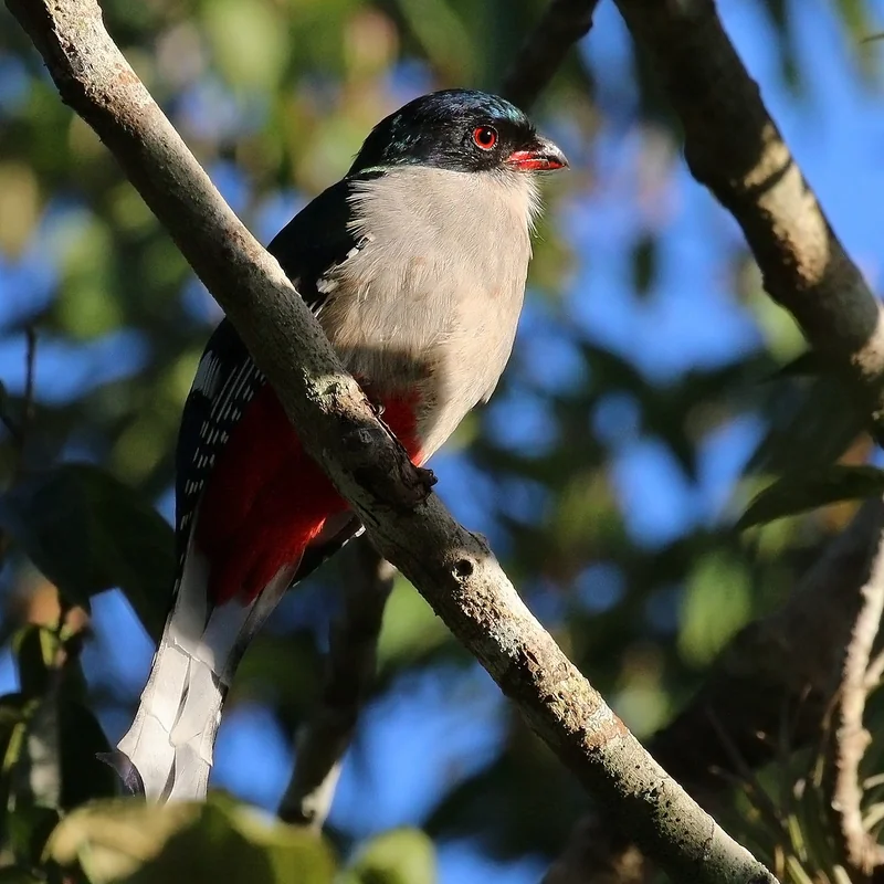 Cuban trogon (Priotelus temnurus) adult showing blue-green head, white breast, and red belly — the colours of the Cuban flag