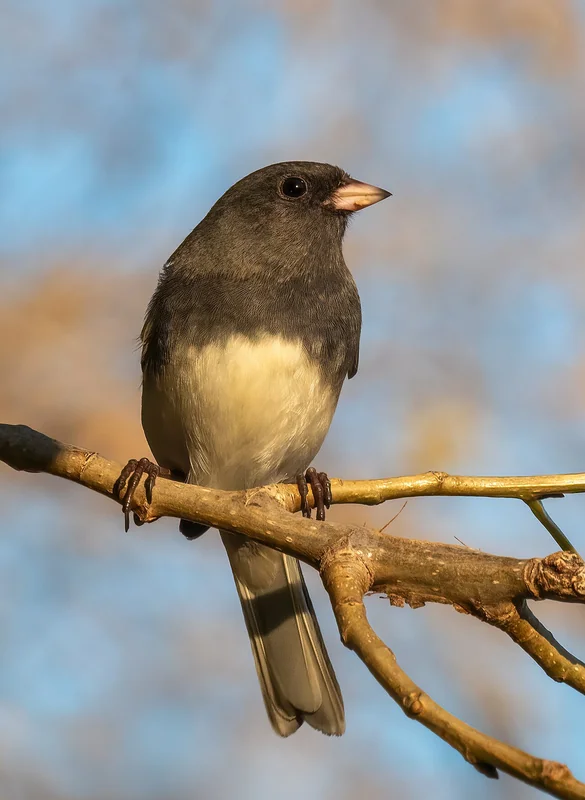 Dark-eyed junco (Junco hyemalis)