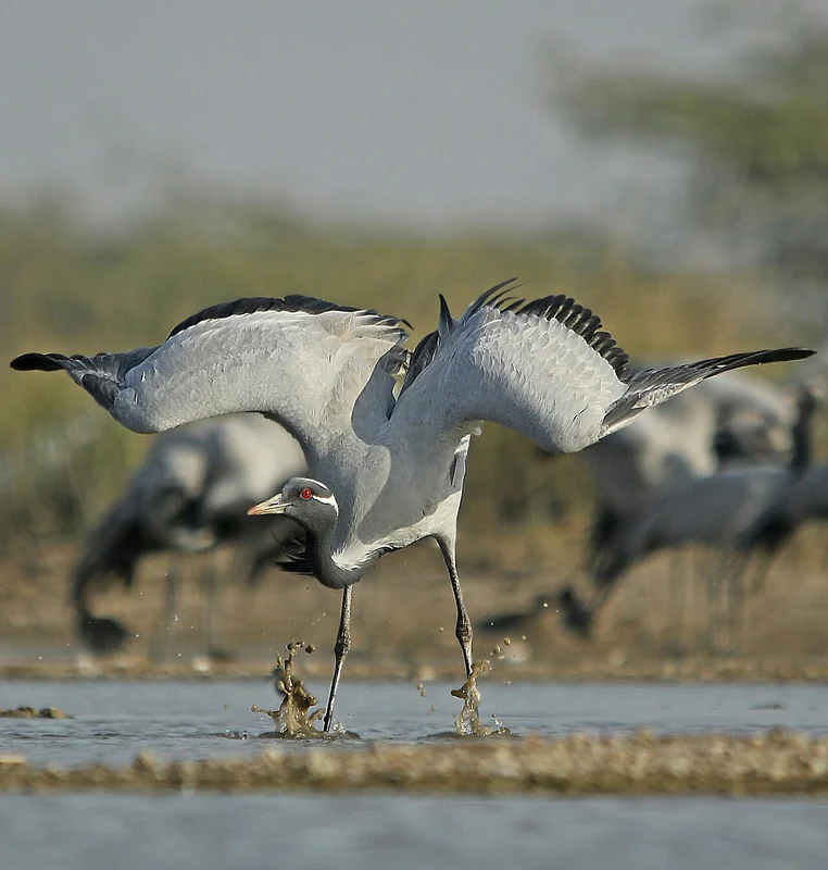 Demoiselle crane (Grus virgo) adult showing its grey body, black breast, and elegant white ear-tufts
