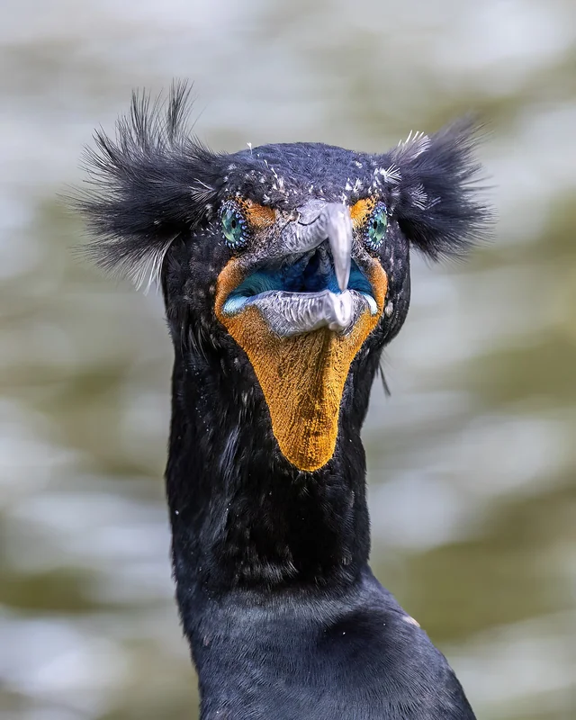 Double-crested cormorant (Nannopterum auritum) adult with orange gular sac and turquoise eye