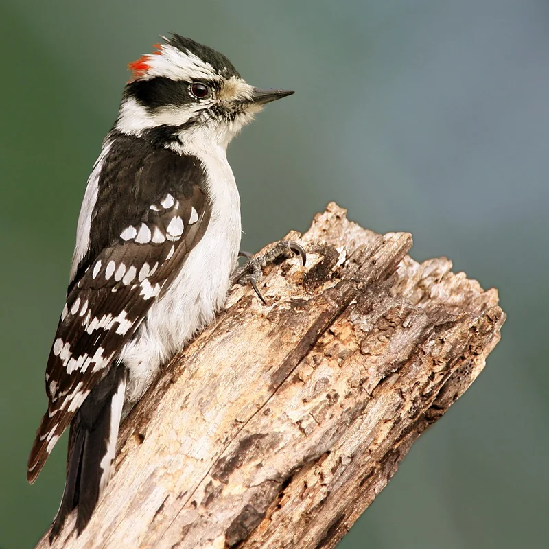 Downy woodpecker (Dryobates pubescens)