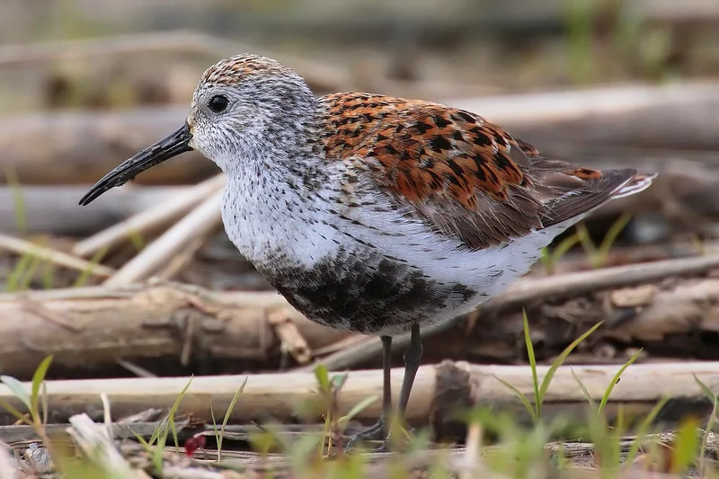 Dunlin (Calidris alpina) in breeding plumage showing distinctive black belly patch