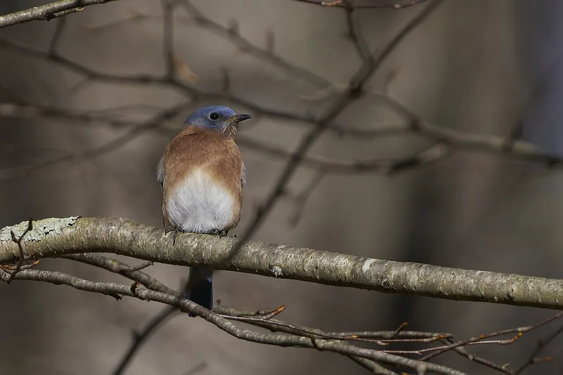 Eastern bluebird (Sialia sialis)