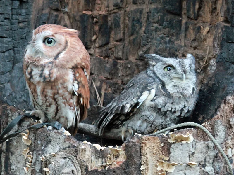 Eastern screech owl (Megascops asio)