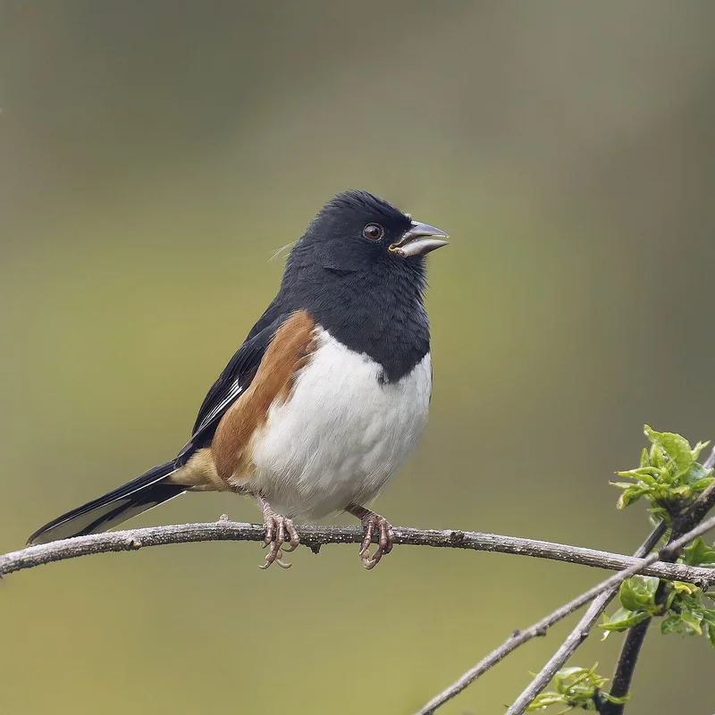 Eastern towhee (Pipilo erythrophthalmus)
