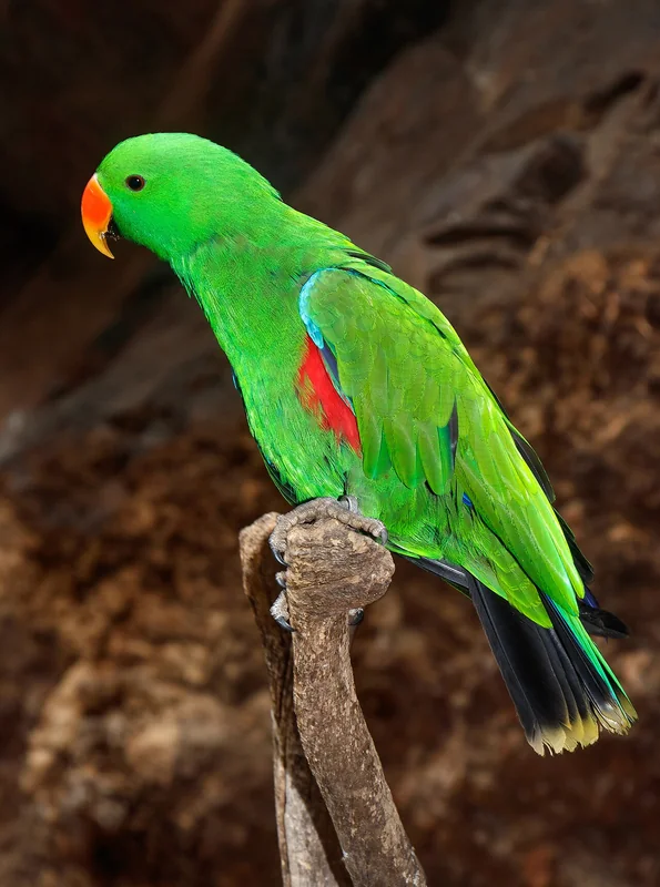 Eclectus parrot (Eclectus roratus) male (green) and female (red-blue) showing extreme sexual dichromatism
