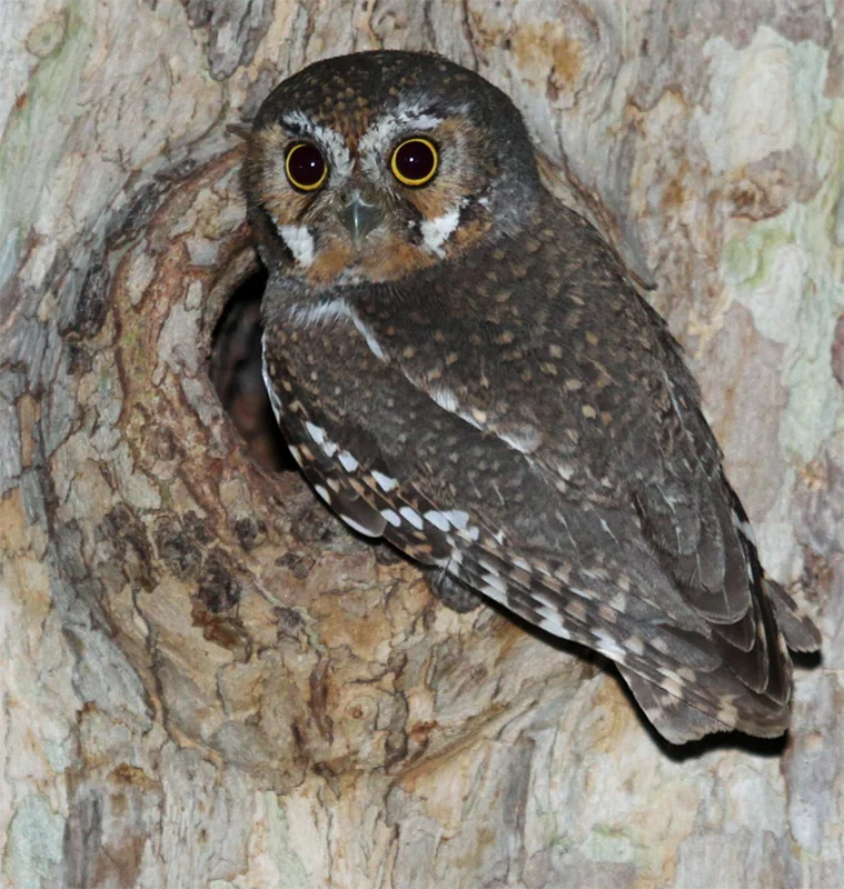 Elf owl (Micrathene whitneyi) perched, showing its tiny rounded head and streaked plumage