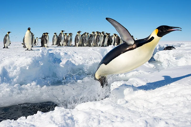 Emperor penguin (Aptenodytes forsteri)