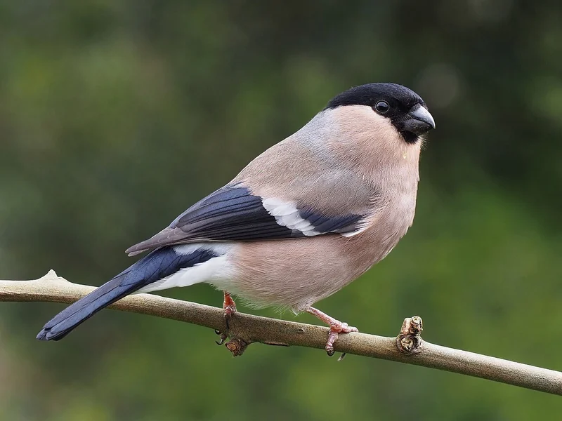 Eurasian bullfinch (Pyrrhula pyrrhula)