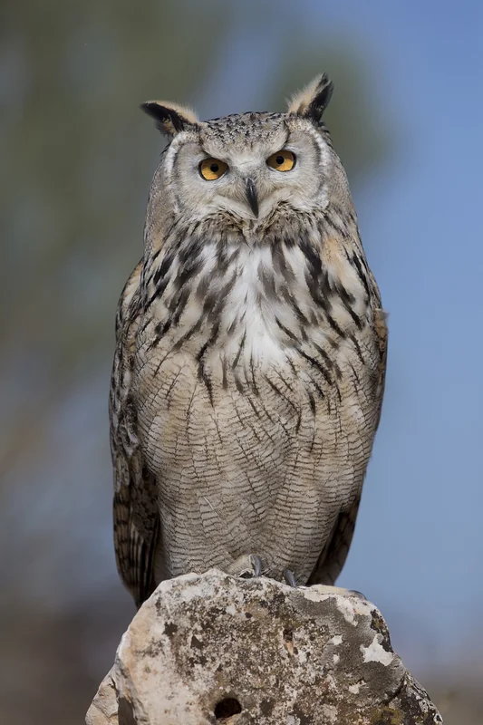 Eurasian eagle-owl (Bubo bubo)