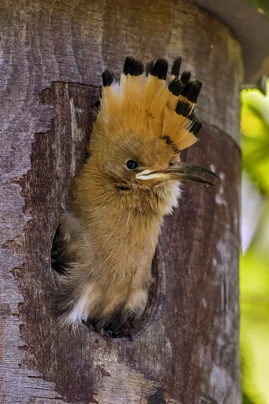Eurasian hoopoe (Upupa epops)
