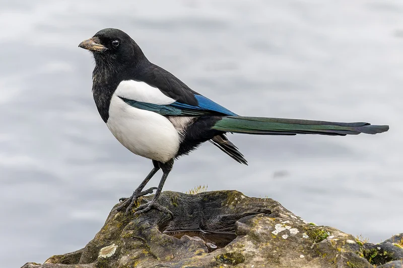 Eurasian magpie (Pica pica)