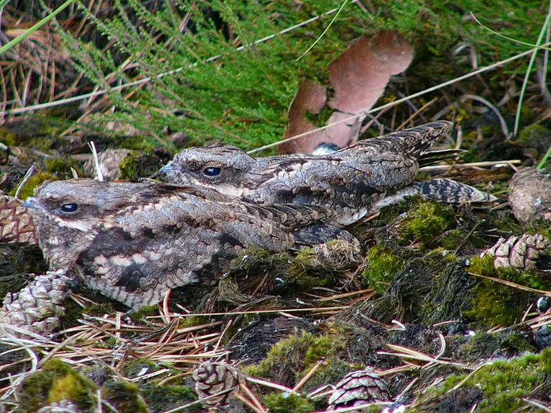 Eurasian nightjar (Caprimulgus europaeus) adult male roosting, showing cryptic grey-brown bark-like plumage and white wing spots