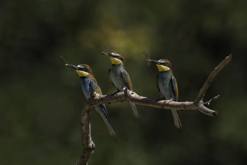European bee-eater (Merops apiaster)