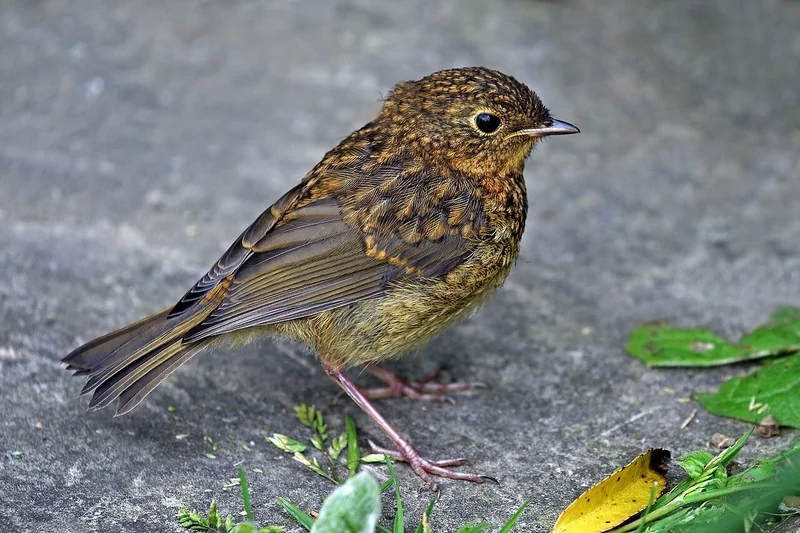 European robin (Erithacus rubecula)