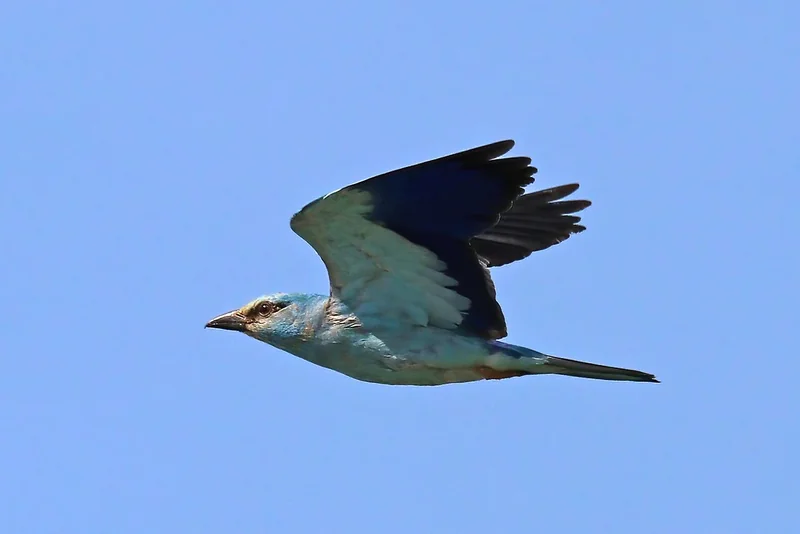 European roller (Coracias garrulus)