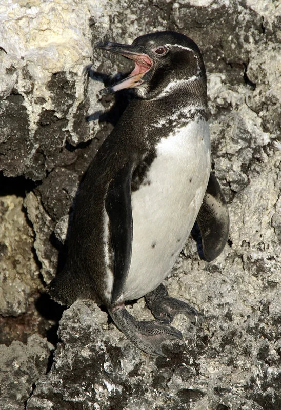 Galápagos penguin (Spheniscus mendiculus)