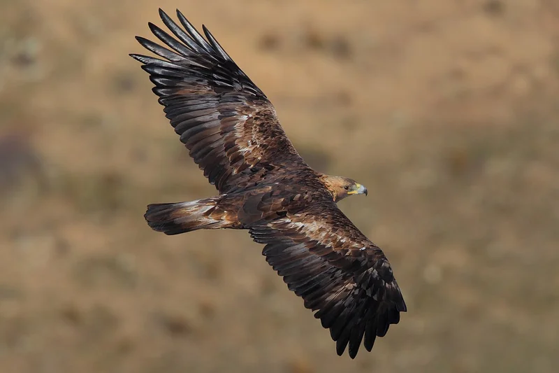 Golden eagle (Aquila chrysaetos)