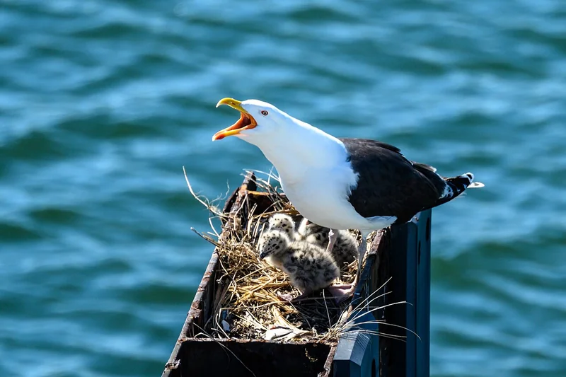 Great black-backed gull (Larus marinus)