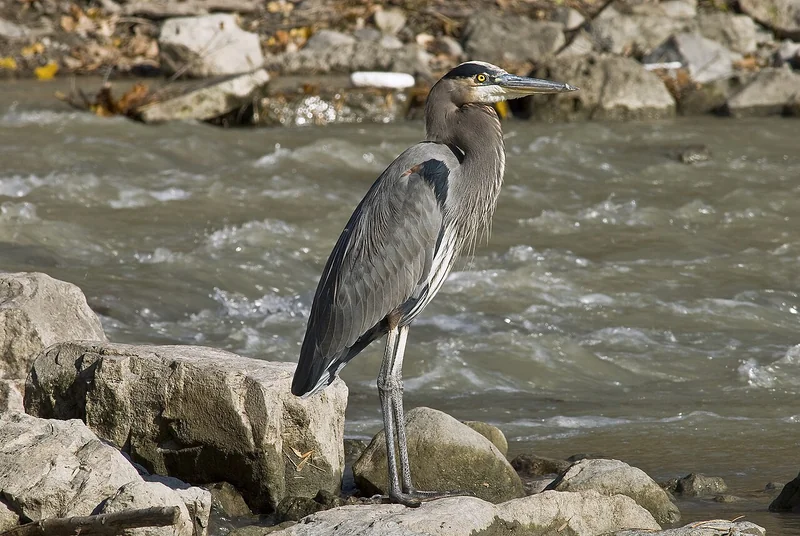 Great blue heron (Ardea herodias)