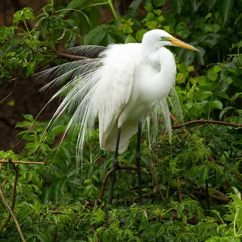Great egret (Ardea alba)