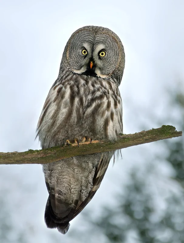 Great grey owl (Strix nebulosa)