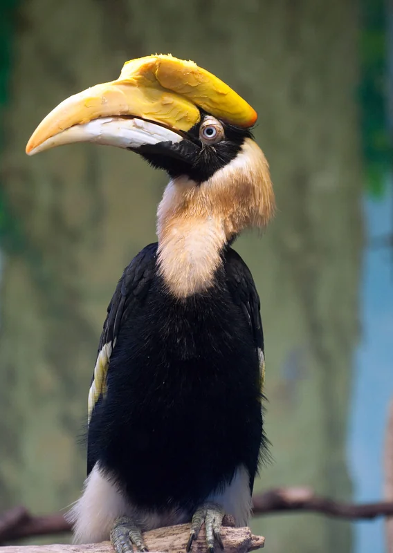 Great hornbill (Buceros bicornis)