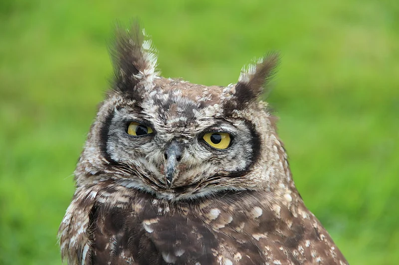Great horned owl (Bubo virginianus)