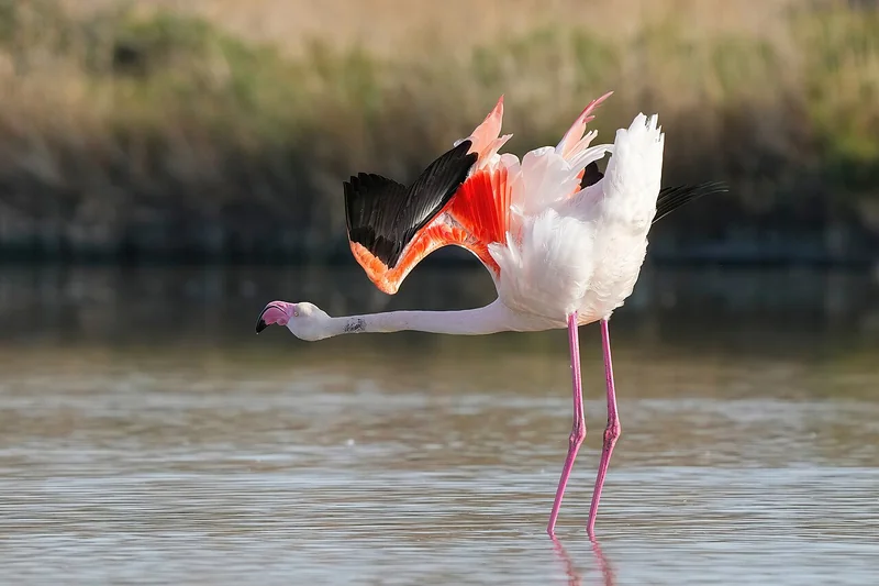 Greater flamingo (Phoenicopterus roseus)