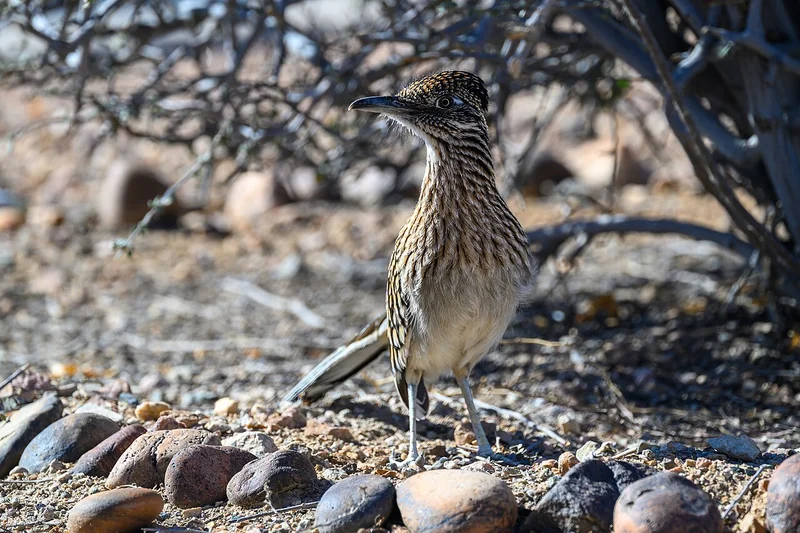 Greater roadrunner (Geococcyx californianus)