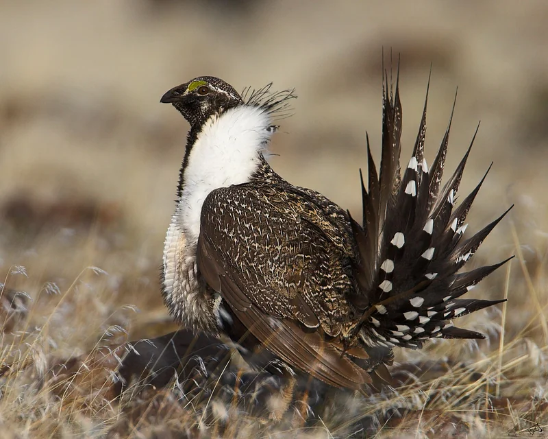 Greater sage-grouse (Centrocercus urophasianus)