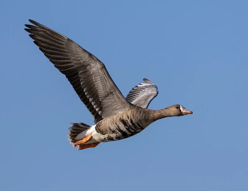 Greater white-fronted goose (Anser albifrons) adult showing white forehead and orange bill