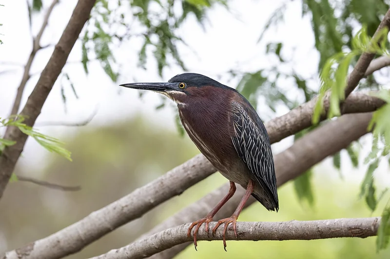 Green heron (Butorides virescens)