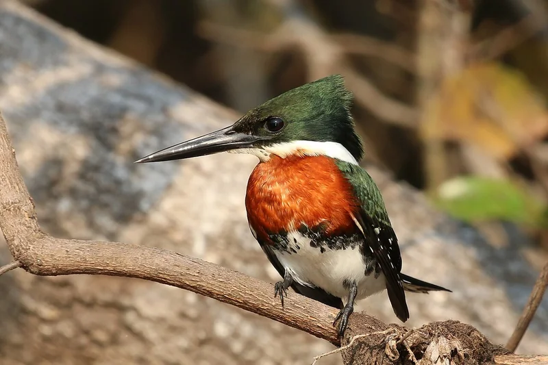 Green kingfisher (Chloroceryle americana)