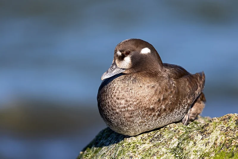 Harlequin duck (Histrionicus histrionicus) male in breeding plumage on the water