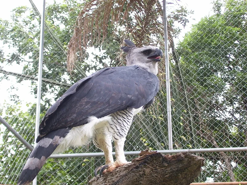 Harpy eagle (Harpia harpyja) adult showing its double crest, grey-and-white plumage, and powerful bill