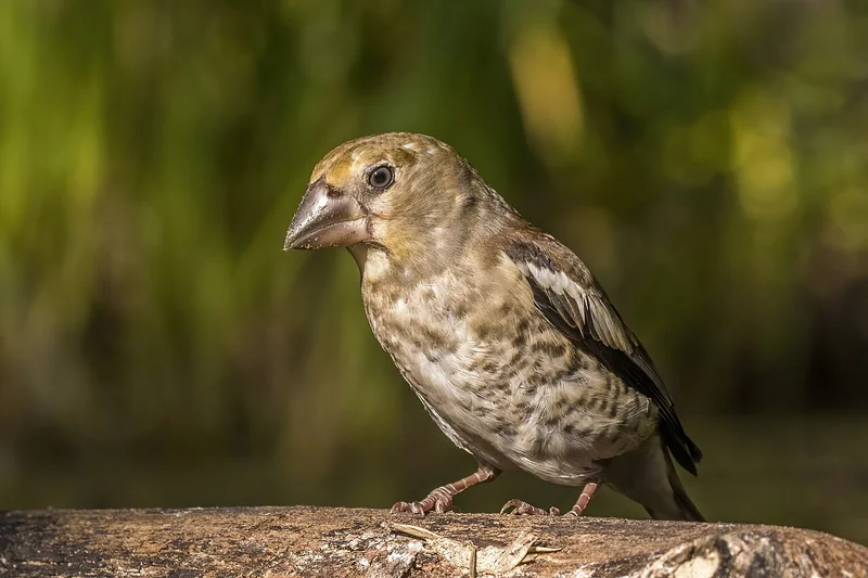 Hawfinch (Coccothraustes coccothraustes)