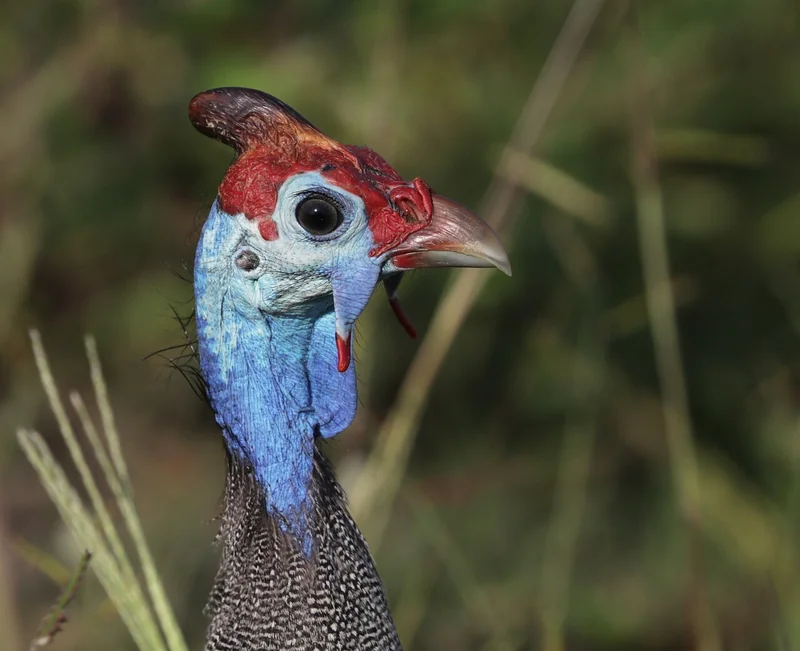 Helmeted guineafowl (Numida meleagris) showing polka-dot plumage and bony blue casque