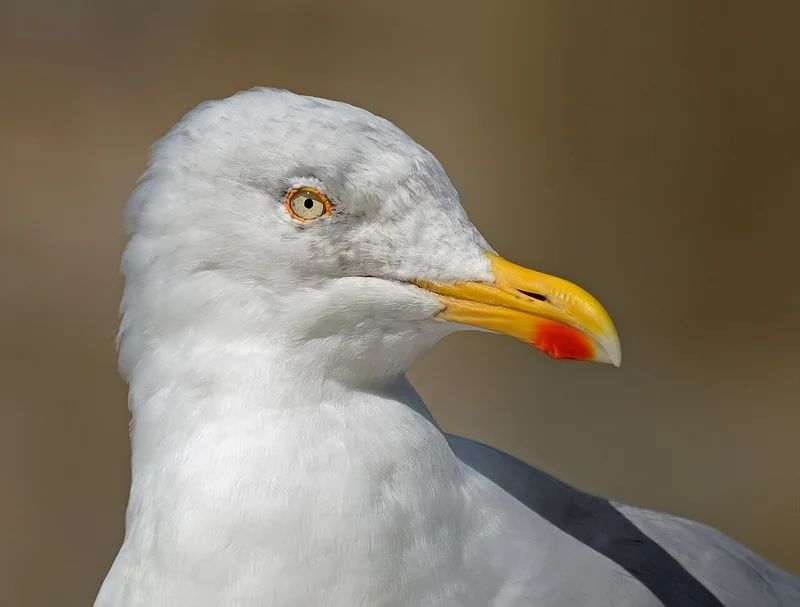 European herring gull (Larus argentatus)
