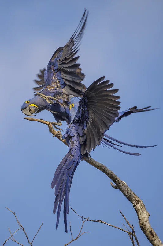 Hyacinth macaw (Anodorhynchus hyacinthinus)