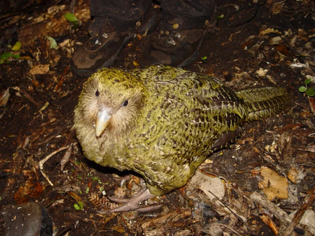 Kakapo (Strigops habroptilus)