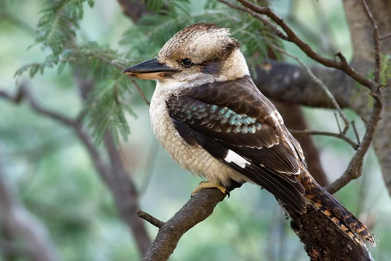 Laughing kookaburra (Dacelo novaeguineae)