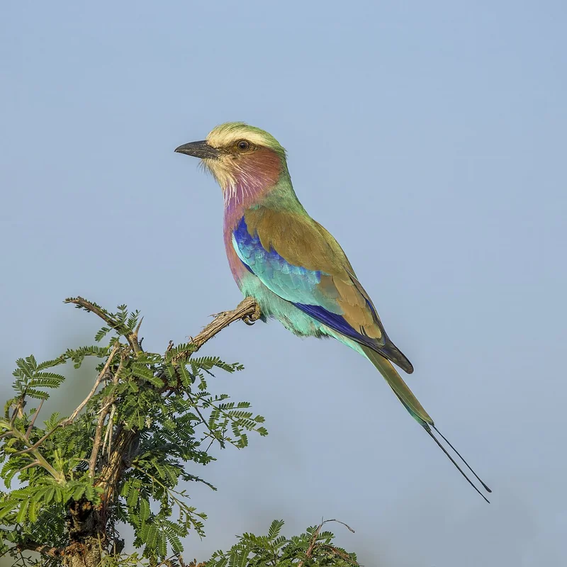Lilac-breasted roller (Coracias caudatus)
