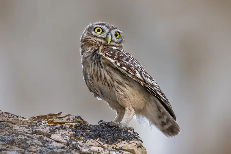 Little owl (Athene noctua) perched and showing its characteristic scowling expression and yellow eyes
