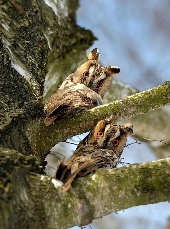 Long-eared owl (Asio otus)