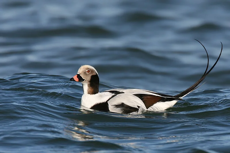 Long-tailed duck (Clangula hyemalis) male in winter plumage on the water