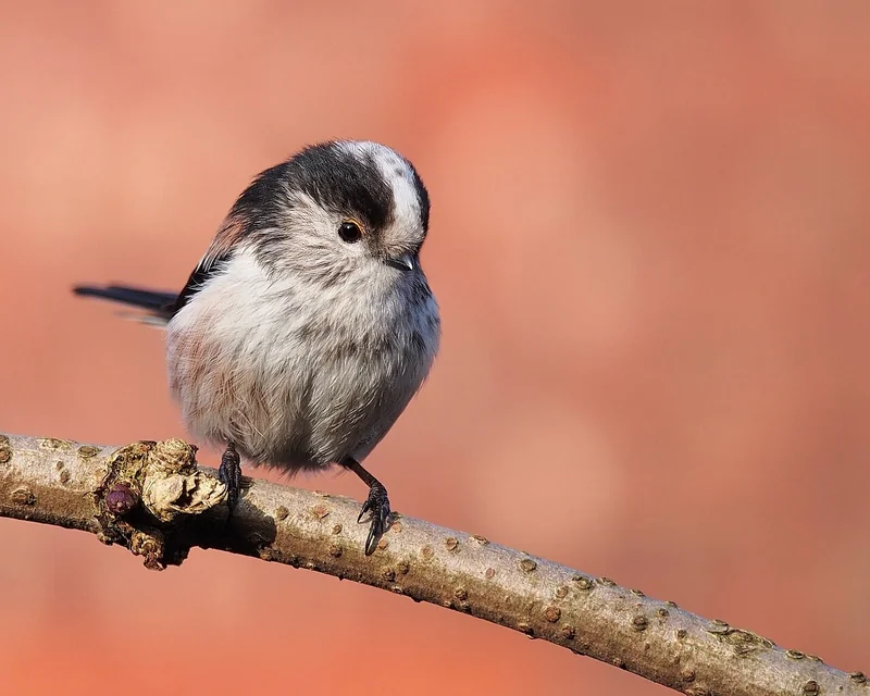 Long-tailed tit (Aegithalos caudatus)