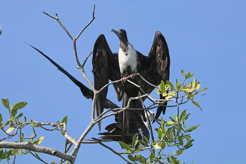 Magnificent frigatebird (Fregata magnificens) male with inflated red gular sac on display